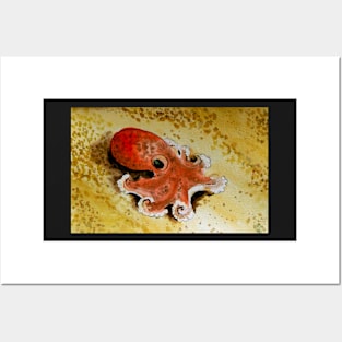Small octopus Posters and Art